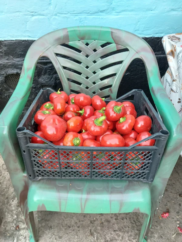 Болгарский перец