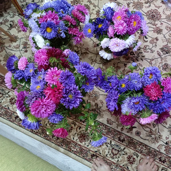 Астры (собраны вчера)