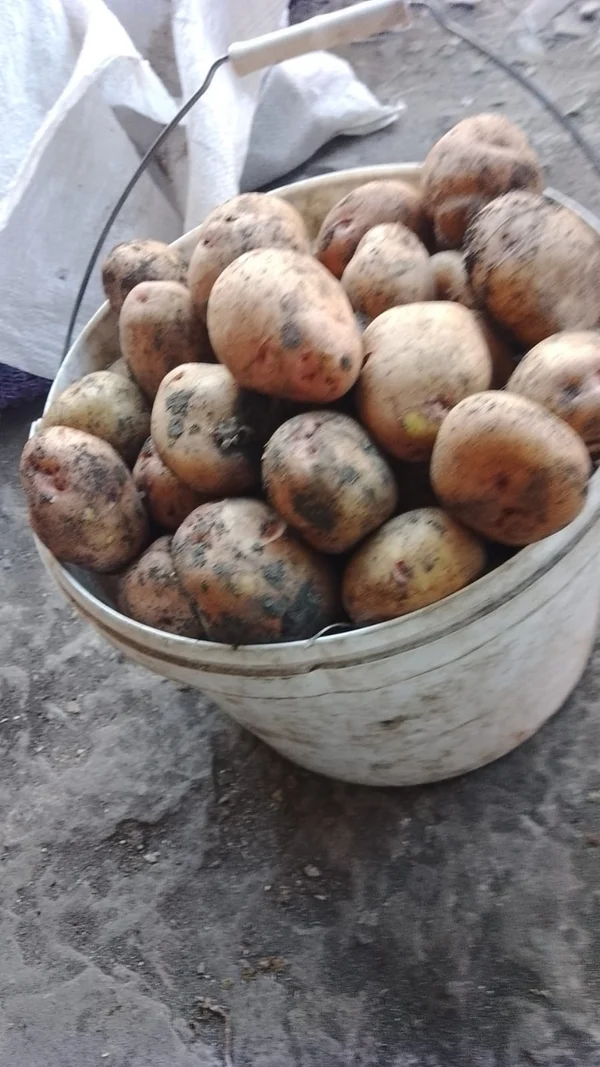 Картофель средний