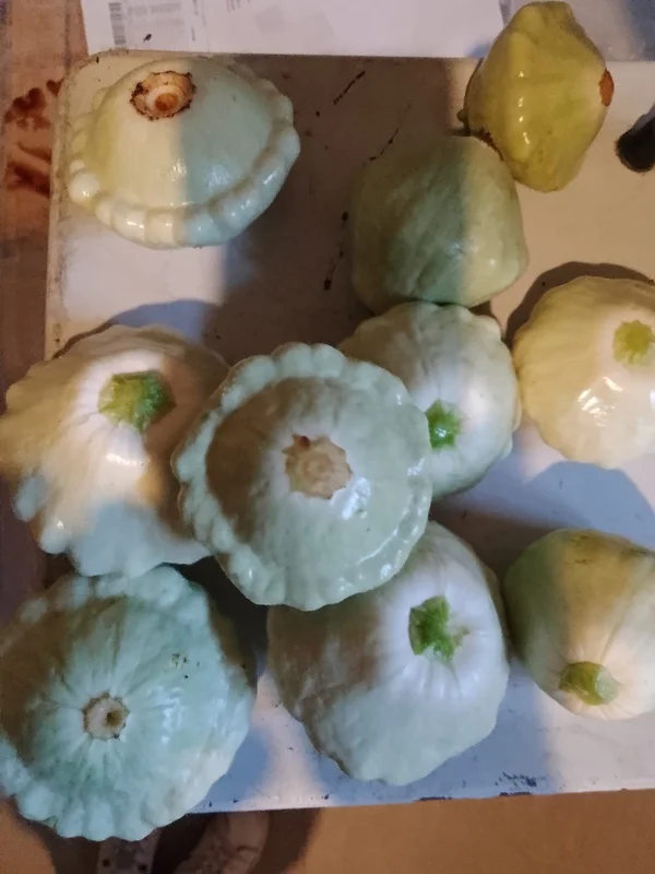 Патиссоны