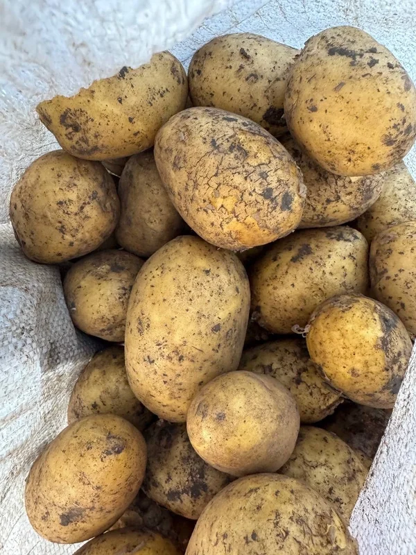 Картофель