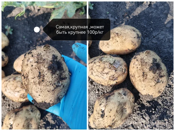 Картофель