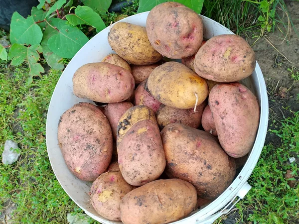 Картофель