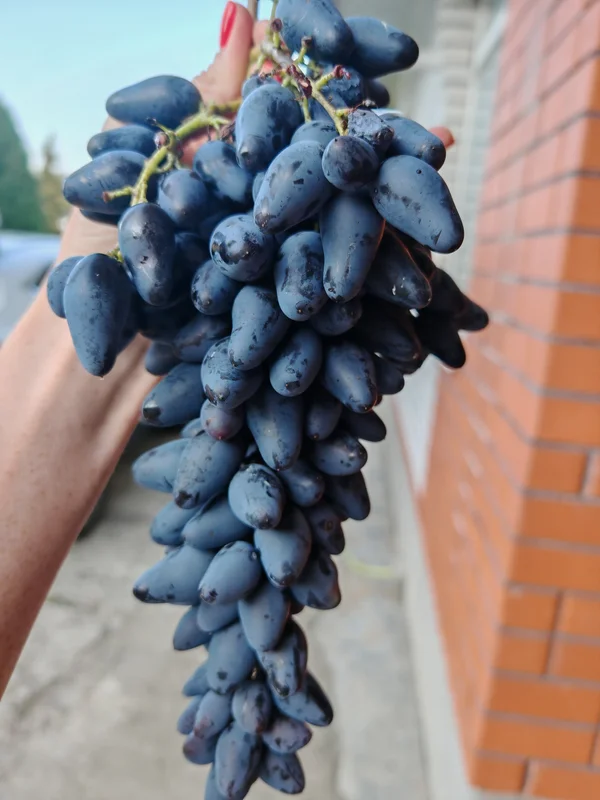 Виноград