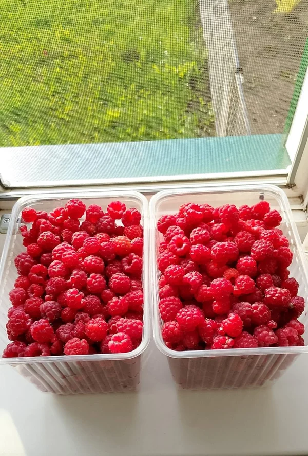 Малина