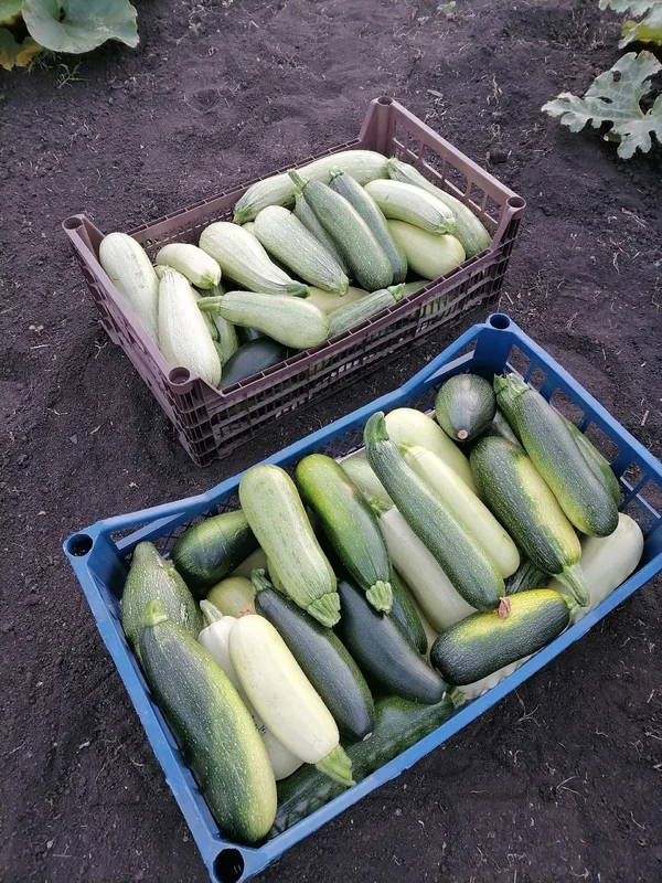 Кабачки