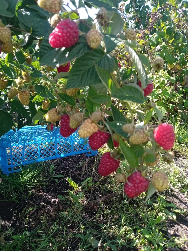 Малина