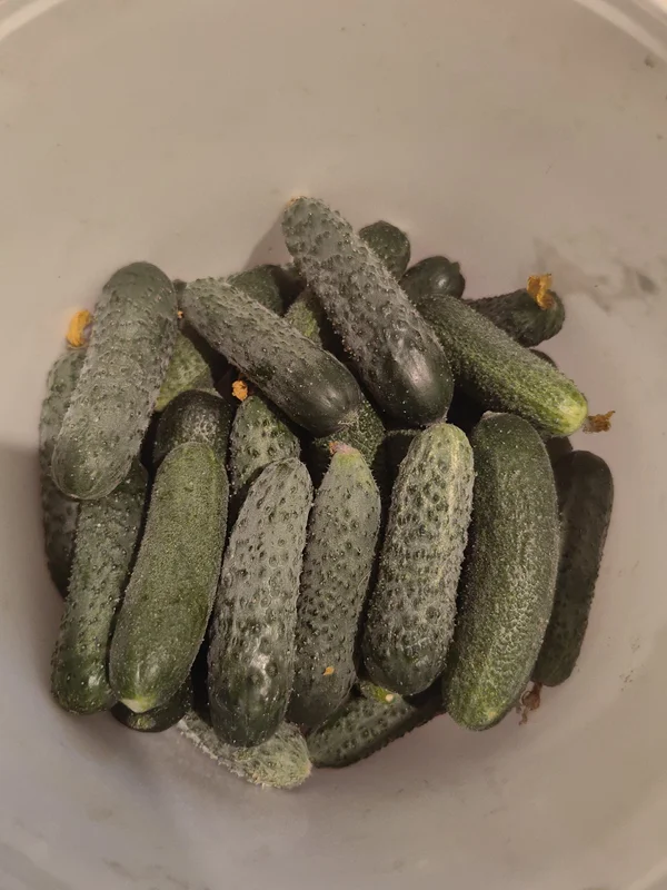 Огурчики