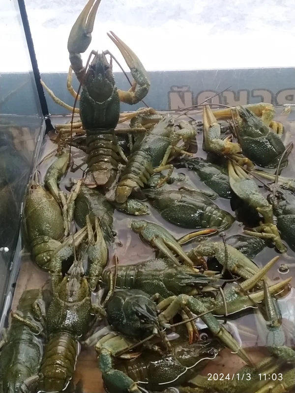 Раки средние живые