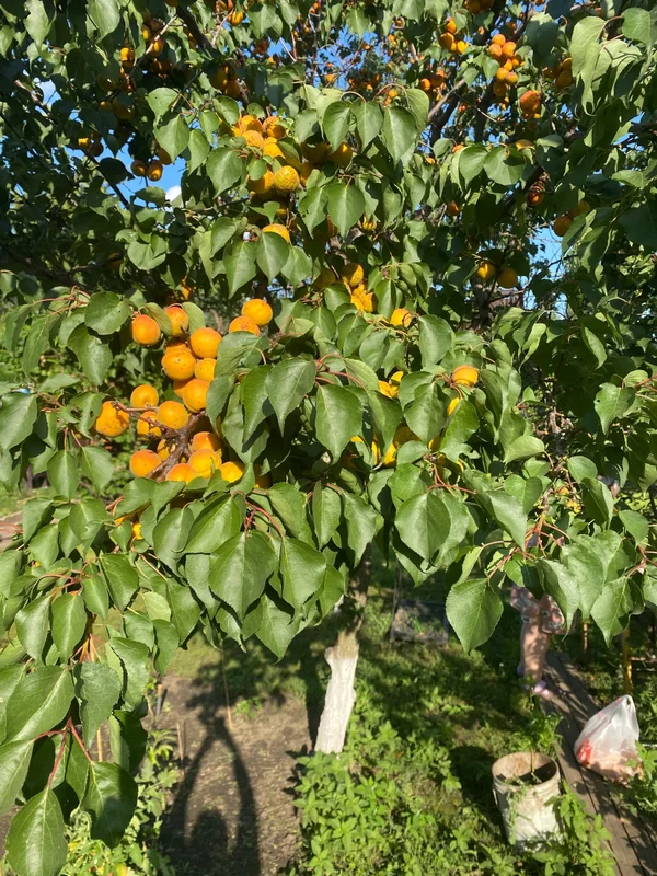 Абрикосы