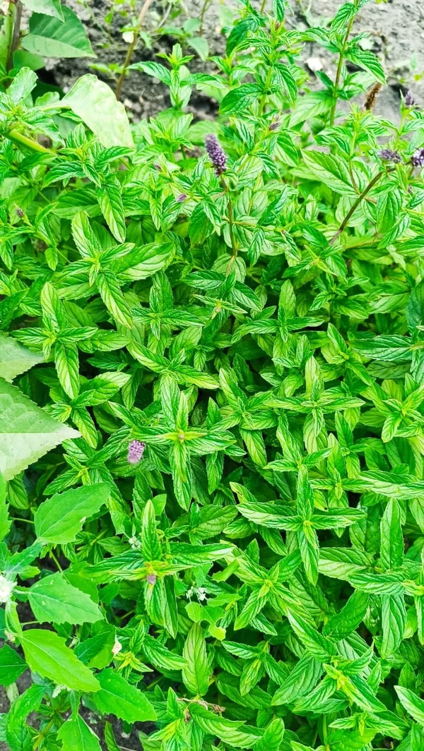 Картофель