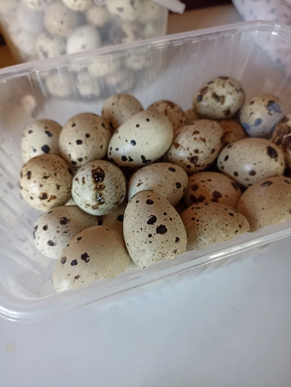 Перепелиное яйцо