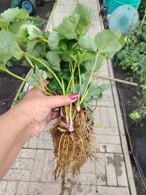 Купчиха