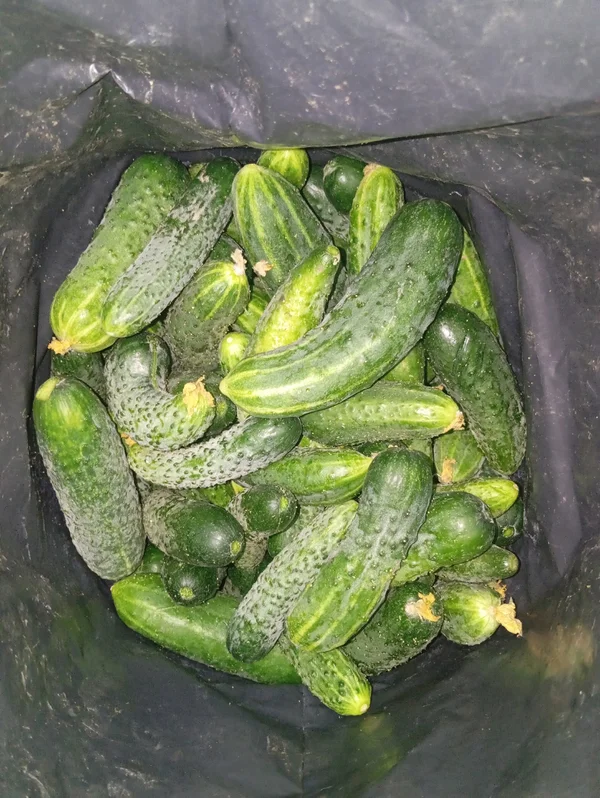 Огурчики