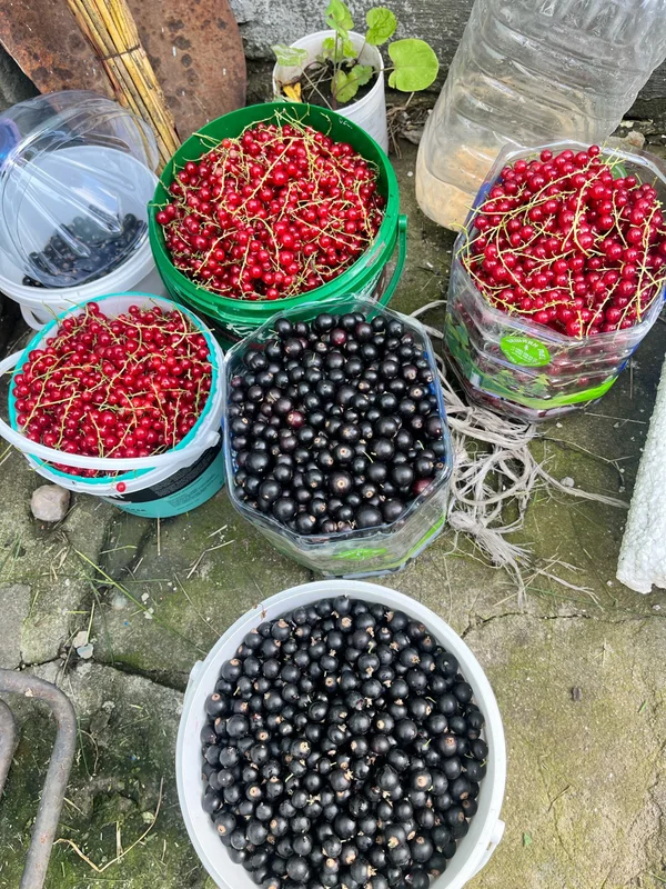 Черная смородина