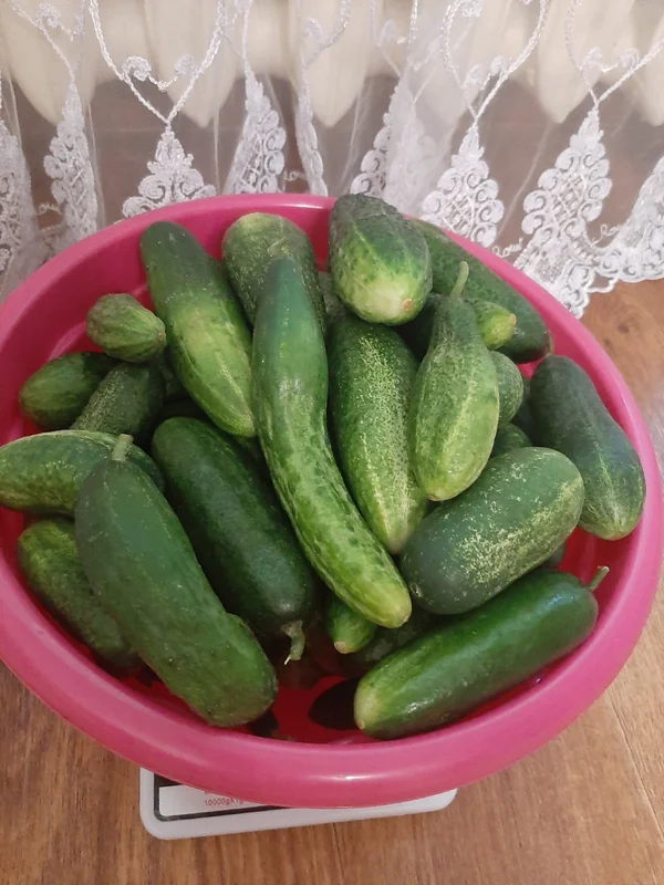 Огурцы
