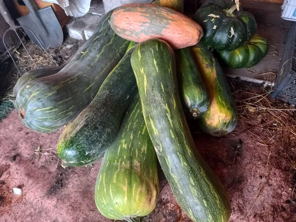 Тыква мускатная