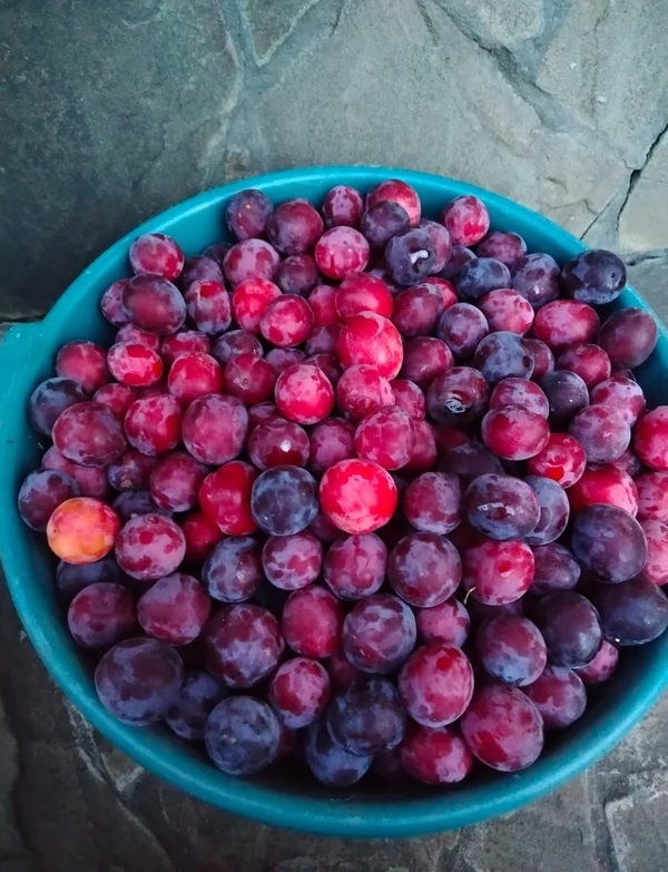 Сливы (скрещенные с алычёй)