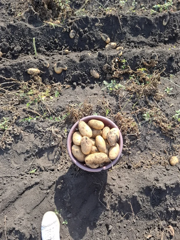 Картофель