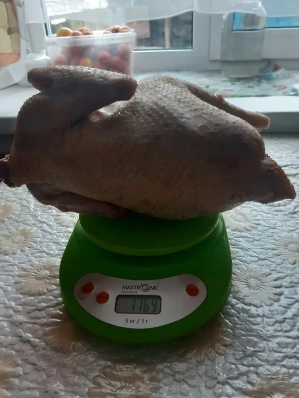 Петушков молодых домашних