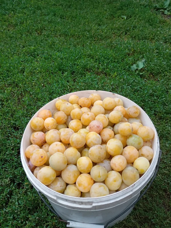 Слива