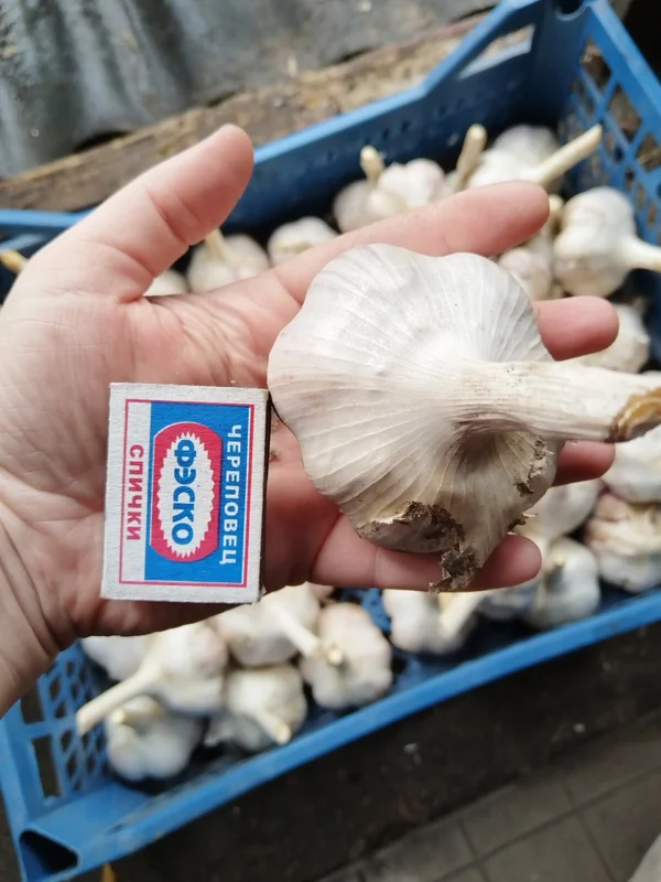 Чеснок