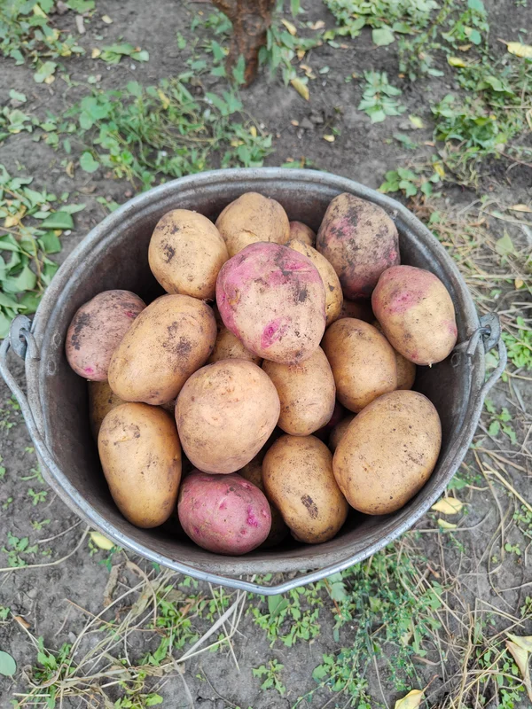 Картофель
