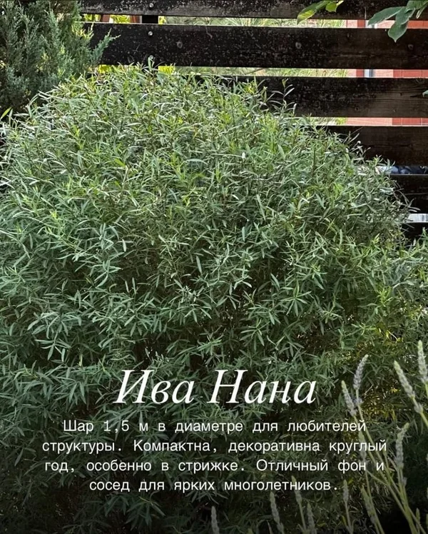 Ива Нана