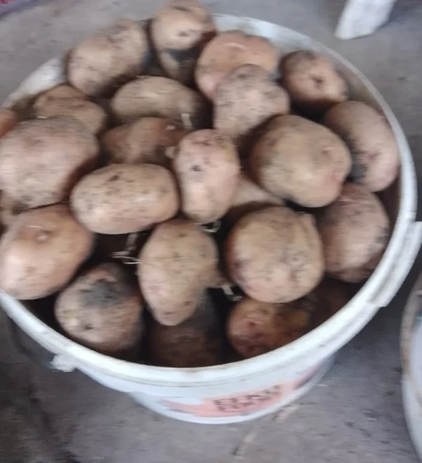 Картофель