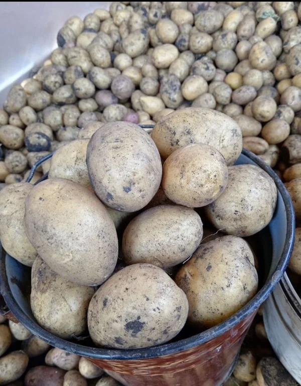 Картофель домашний
