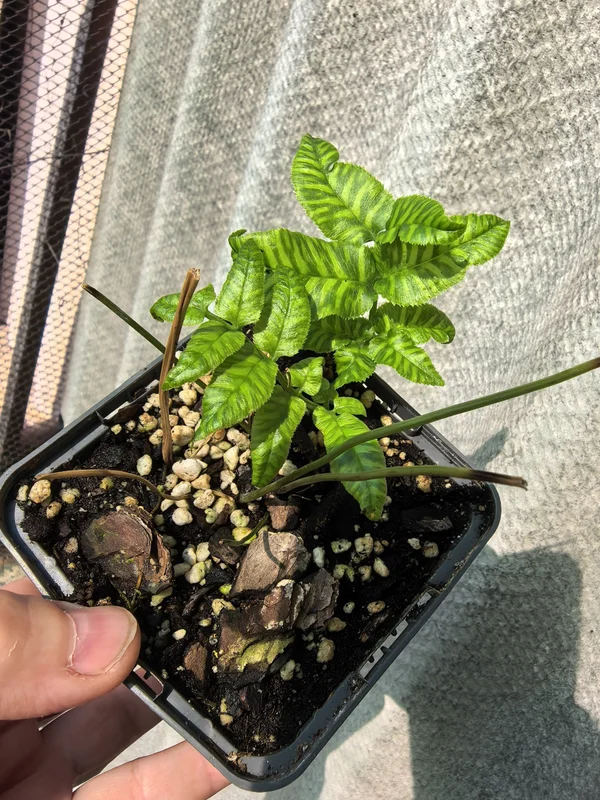 Coniogramme emeiensis Golden Zebra (кониограмма Золотая зебра)