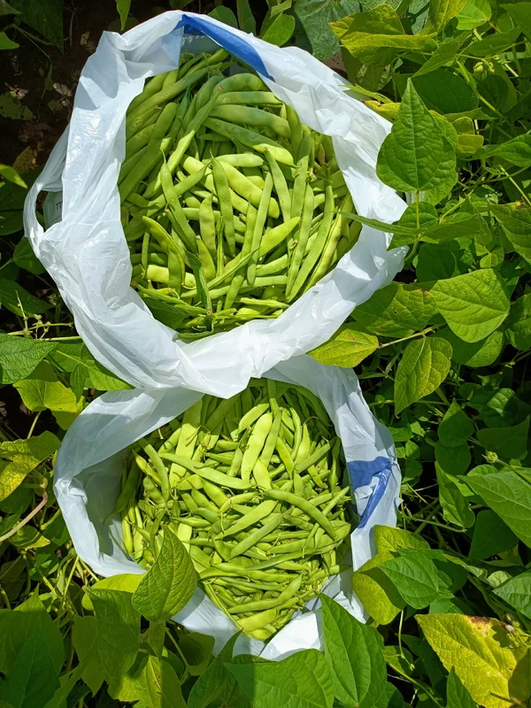 Спаржевая фасоль