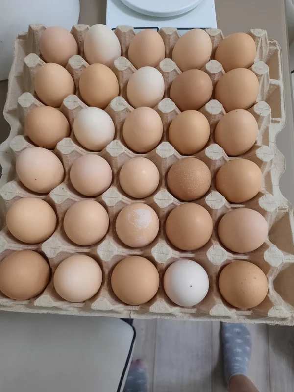 Куриные яица