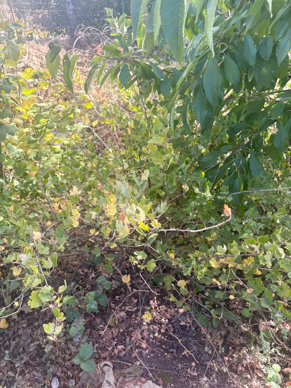Кусты крупного зеленого крыжовника