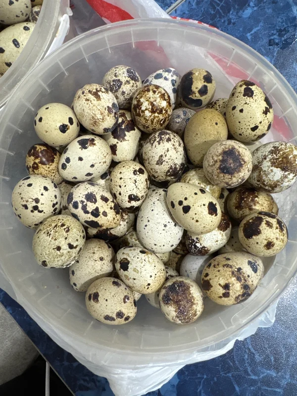 Перепелиные яйца