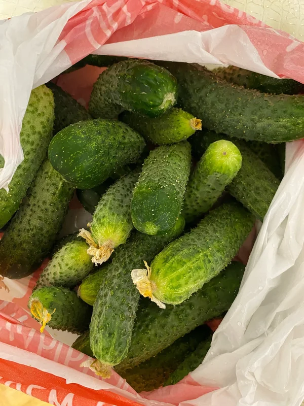 Огурцы