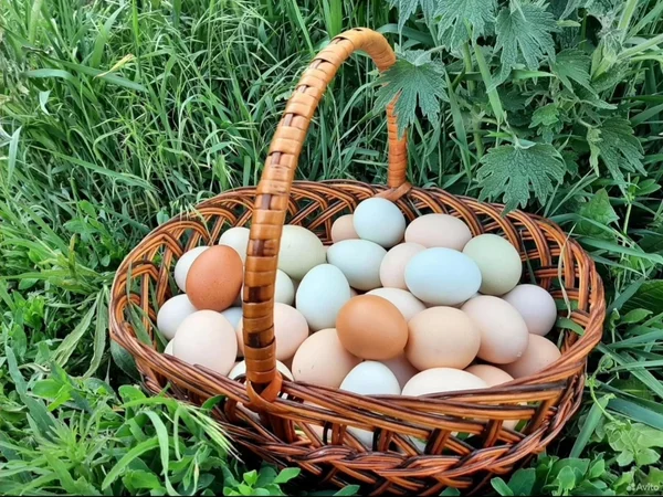 Домашние куриные яйца