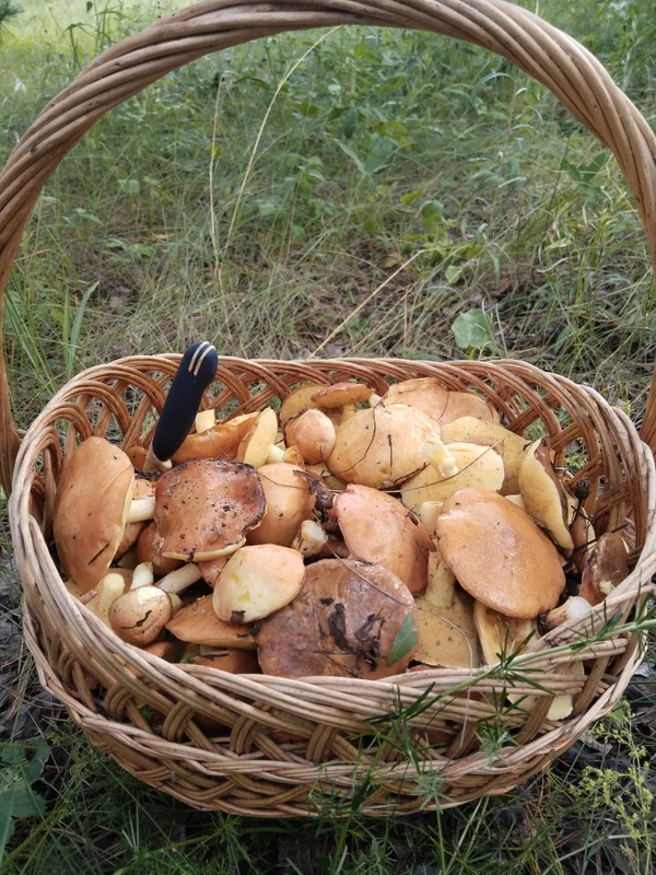 Маслята