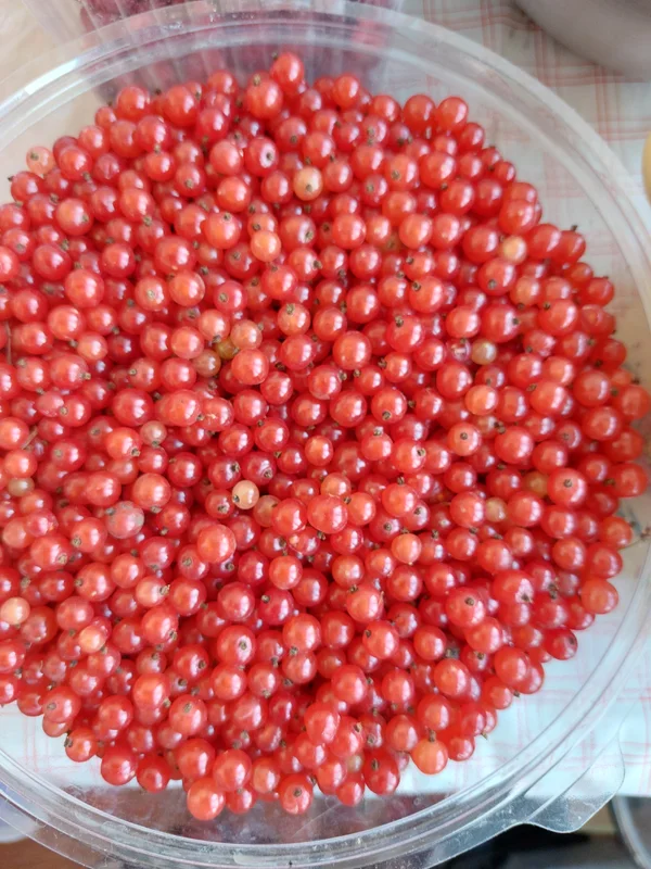 Красная смородина