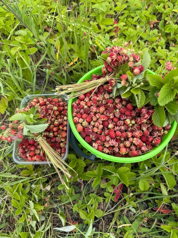 Земляника луговая