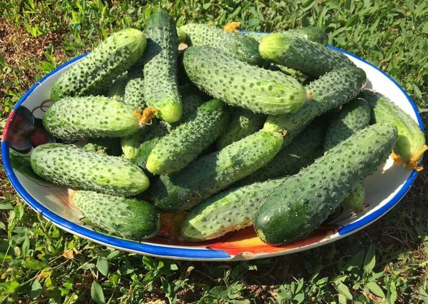 Огурчики