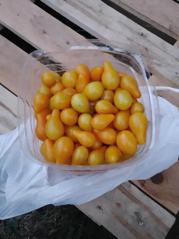 Черики