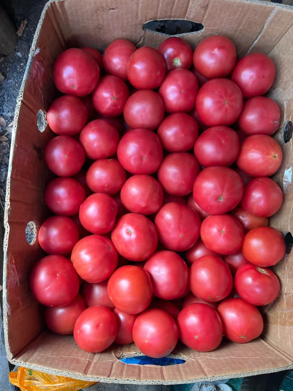 Домашний розовый помидор