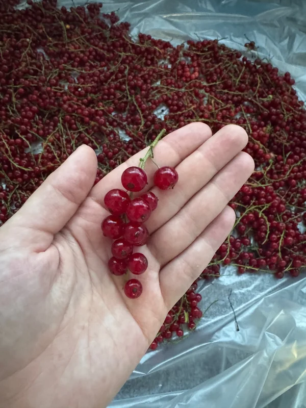Красная смородина