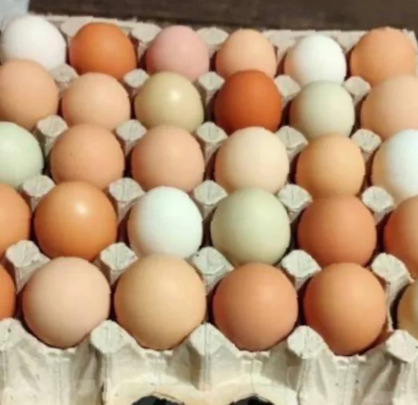 Домашнее куриное яйцо