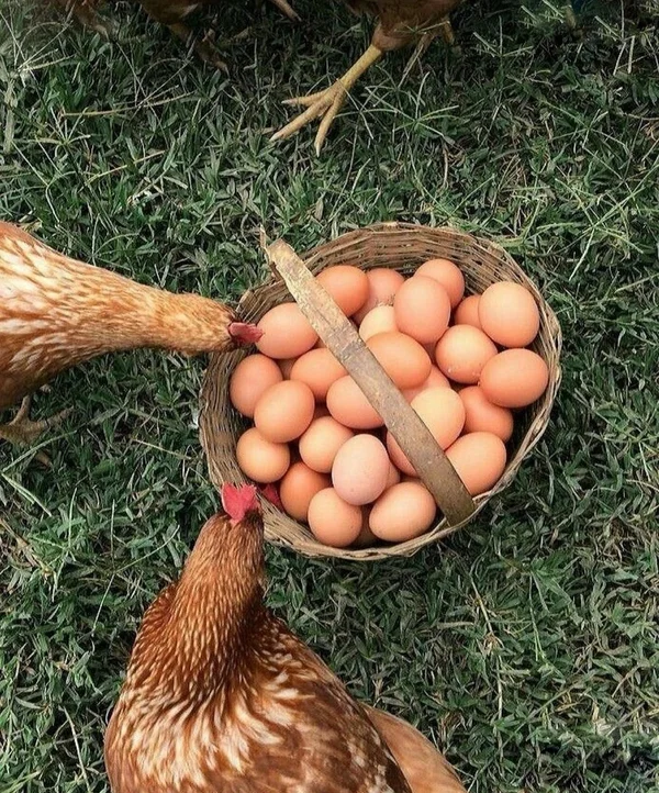 Домашние яйца