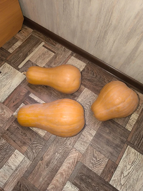 Тыква