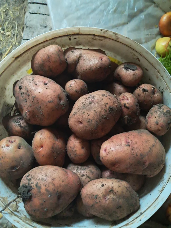 Картофель