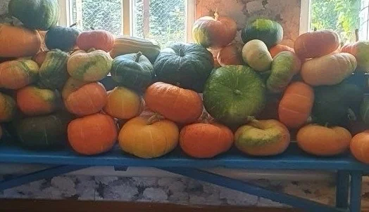 Тыква