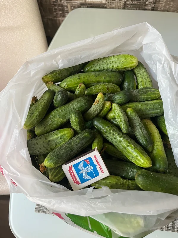 Огурцы